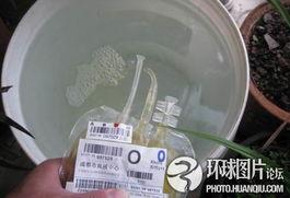 血浆照片,探索血液奥秘的视觉之旅