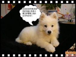 狼仔图片,狼仔的野性瞬间