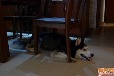 狼仔图片,狼仔的野性瞬间