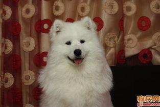 狼仔图片,狼仔的野性瞬间